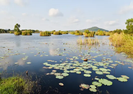 Water with Lily Pads